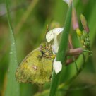 Borboleta (Butterfly) Colias croceus
